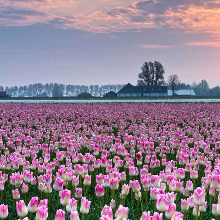 ESL Netherlands language stay